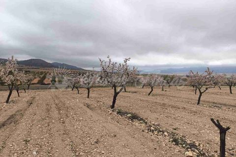 Helårsgrund i Yecla, Murcia, Yecla - € 45.000 | Ref: SF0565 - foto 8